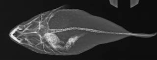 To NMNH Extant Collection (Torquigener flavimaculosus USNM 306620 radiograph dorsal view)