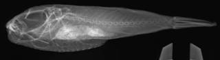 To NMNH Extant Collection (Torquigener flavimaculosus USNM 306620 radiograph lateral view)