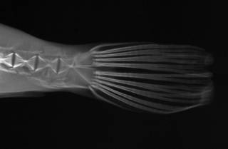 To NMNH Extant Collection (Sphoeroides lobatus USNM 321863 radiograph caudal area)