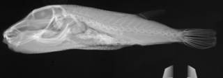 To NMNH Extant Collection (Sphoeroides lobatus USNM 321863 radiograph lateral view)