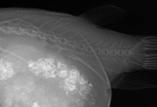 To NMNH Extant Collection (Arothron mappa USNM 345849 radiograph predorsal and caudal area)