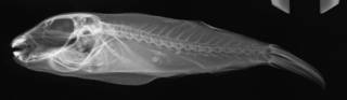 To NMNH Extant Collection (Sphoeroides sechurae USNM 369547 radiograph lateral view)