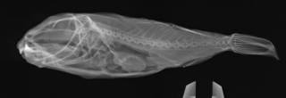To NMNH Extant Collection (Lagocephalus inermis USNM 371485 radiograph lateral view)