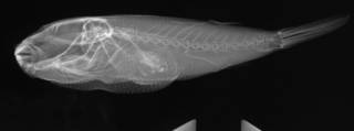 To NMNH Extant Collection (Sphoeroides yergeri USNM 389976 radiograph lateral view)