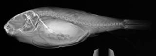 To NMNH Extant Collection (Takifugu poecilonotus USNM 392634 radiograph lateral view)