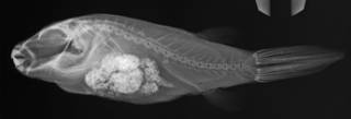 To NMNH Extant Collection (Arothron manilensis USNM 392909 radiograph lateral view)