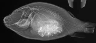 To NMNH Extant Collection (Arothron nigropunctatus USNM 392910 radiograph lateral view)