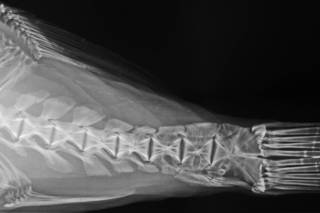 To NMNH Extant Collection (Tylerius spinosissimus USNM 393063 radiograph caudal area close up)