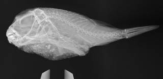 To NMNH Extant Collection (Tylerius spinosissimus USNM 393063 radiograph lateral view)