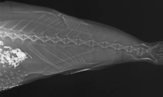 To NMNH Extant Collection (Lagocephalus laevigatus USNM 393444 radiograph predorsal and caudal area, specimen 2.)