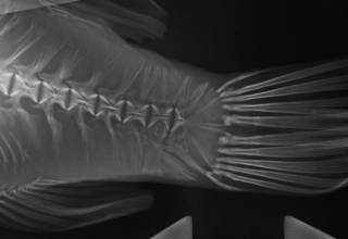To NMNH Extant Collection (Marilyna darwinii USNM 393448 radiograph caudal area close up)