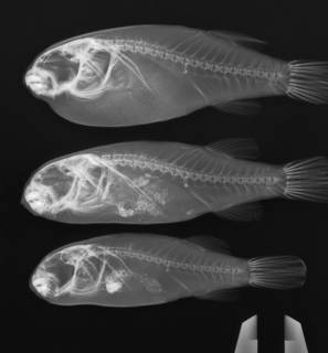 To NMNH Extant Collection (Marilyna darwinii USNM 393448 radiograph lateral view, 3 specimens)