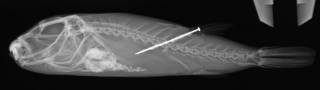 To NMNH Extant Collection (Sphoeroides lispus USNM 394069 radiograph lateral view)