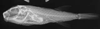 To NMNH Extant Collection (Torquigener pleurogramma USNM 394116 radiograph lateral view)