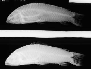 To NMNH Extant Collection (Hoplosternum stevardii USNM 5944 type radiograph lateral view)