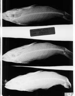 To NMNH Extant Collection (Rhamdia gilli USNM 53472 holotype radiograph lateral view)