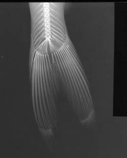 To NMNH Extant Collection (Ictalurus puntatus USNM 70283 radiograph posterior-lateral view)