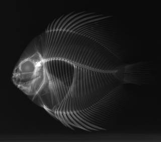 To NMNH Extant Collection (Symphysodon aequifasciatus USNM 179828 radiograph lateral view)