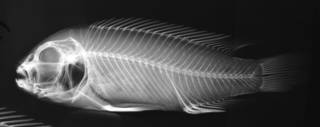 To NMNH Extant Collection (Idotropheus sprengerae USNM 207014 paratype radiograph lateral view)