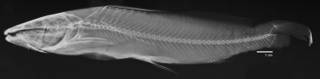 To NMNH Extant Collection (Rhamdia dorsalis USNM 35334 holotype radiograph lateral)