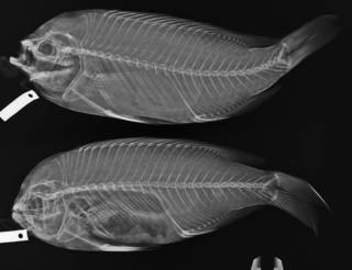 To NMNH Extant Collection (Chromis punctipinnis USNM 24986  radiograph specimens 1 and 2)