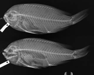 To NMNH Extant Collection (Chromis punctipinnis USNM 24986  radiograph specimens 3 and 4.)