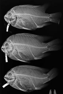 To NMNH Extant Collection (Hypsypops rubicundus USNM 24995 (top), USNM 25955 (bottom) radiograph)