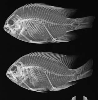 To NMNH Extant Collection (Stegastes beebei USNM 50059  radiograph)