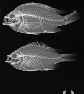 To NMNH Extant Collection (Chromis crusma USNM 53525 radiograph)