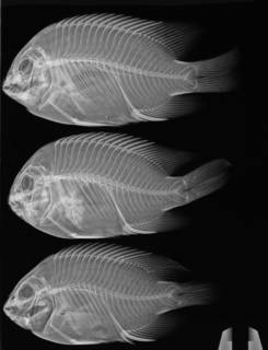 To NMNH Extant Collection (Stegastes acapulcoensis USNM 215173 radiograph 3 of 6)