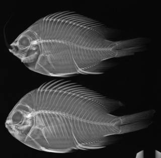 To NMNH Extant Collection (Chromis alta USNM 219028 radiograph paratypes)