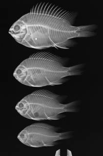To NMNH Extant Collection (Chromis limbaughi USNM 219029 radiograph paratypes)