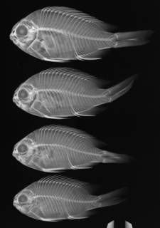 To NMNH Extant Collection (Chromis meridiana USNM 219030 radiograph paratypes)
