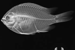 To NMNH Extant Collection (Chromis crusma USNM 298820 radiograph)