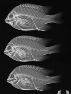 To NMNH Extant Collection (Stegastes acapulcoensis USNM 301402 radiograph 3 of 8)