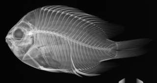 To NMNH Extant Collection (Chromis alta USNM 321198 radiograph)