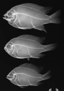 To NMNH Extant Collection (Chromis limbaughi USNM 321202 radiograph, 3 of 4 specimens)