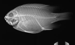 To NMNH Extant Collection (Stegastes rectifraenum USNM 321243 radiograph)