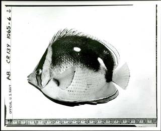 To NMNH Extant Collection (Chaetodon quadrimaculatus P02822 transparency print)