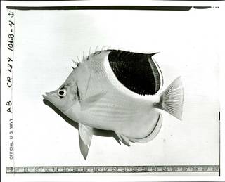 To NMNH Extant Collection (Chaetodon ephippium P02786 transparency print)
