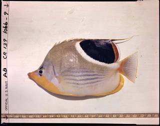 To NMNH Extant Collection (Chaetodon ephippium P02783 transparency)