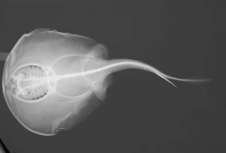 To NMNH Extant Collection (Urotrygon simulatrix USNM 285187 holotype radiograph ventral view)