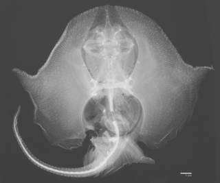 To NMNH Extant Collection (Dactylobatus armatus USNM 62914 type radiograph)
