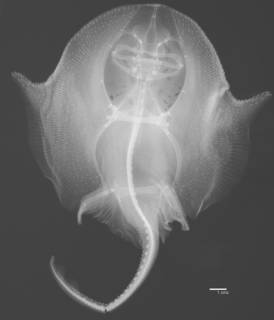 To NMNH Extant Collection (Dactylobatus armatus USNM 62915 type radiograph)