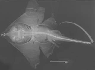 To NMNH Extant Collection (Cruriraja poeyi USNM 123618 paratype radiograph)