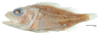 To NMNH Extant Collection (Phenacoscorpius USNM 98903 megalops type photograph lateral view)