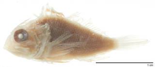 To NMNH Extant Collection (Scorpaena taeniophrys USNM 99522 type photograph lateral view)