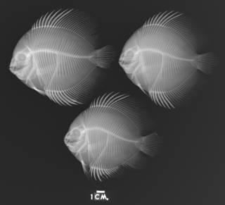 To NMNH Extant Collection (Symphysodon discus USNM 224866 paratype radiograph 2 of 2 lateral view)