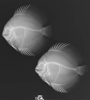 To NMNH Extant Collection (Symphysodon discus USNM 224866 paratype radiograph 1 of 2 lateral view)