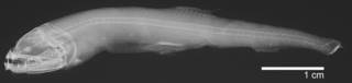 To NMNH Extant Collection (Astronesthes lucifer USNM 51516 type radiograph lateral view)